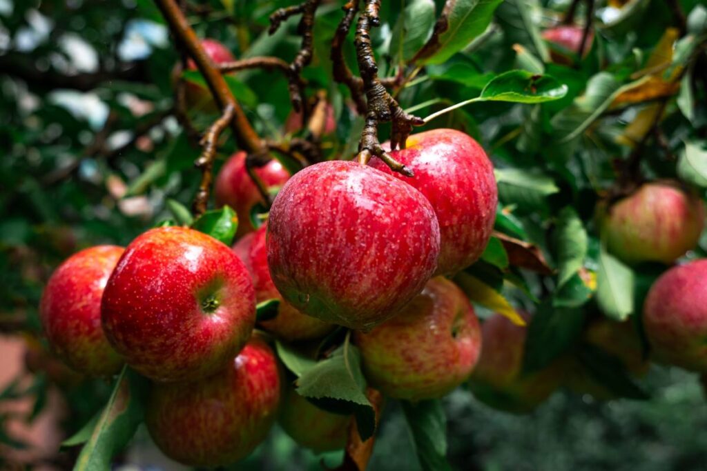 Extreme weather causes severe damage to apple orchards in India