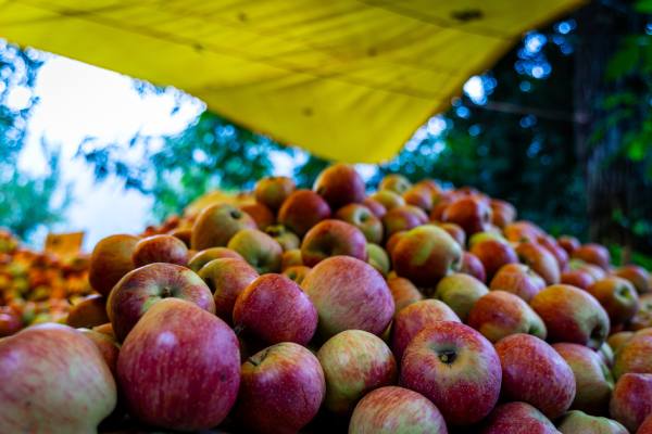 Indian apples