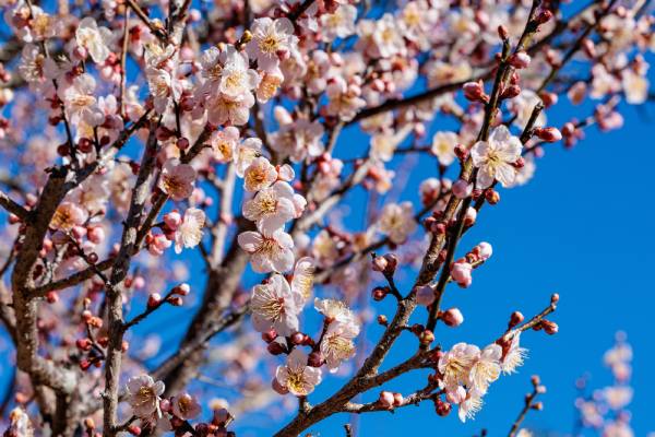 Apricot blossom, potentially from Utah