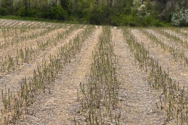 Michigan Asparagus