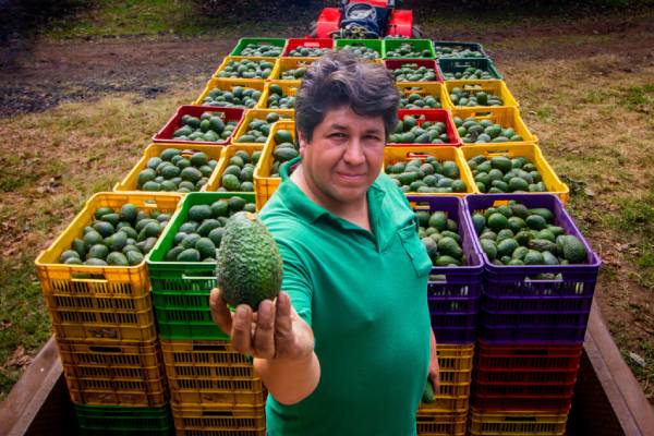 Avocados from mexico