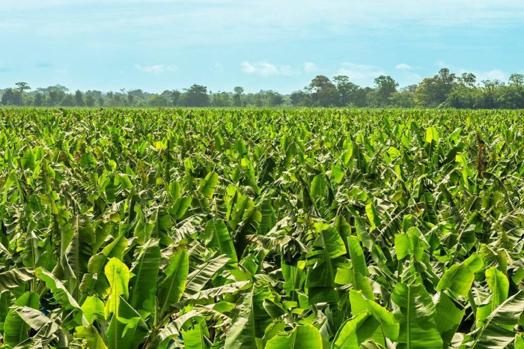 Fresh Del Monte to lay off 850 workers in Costa Rica with closure of four banana farms 