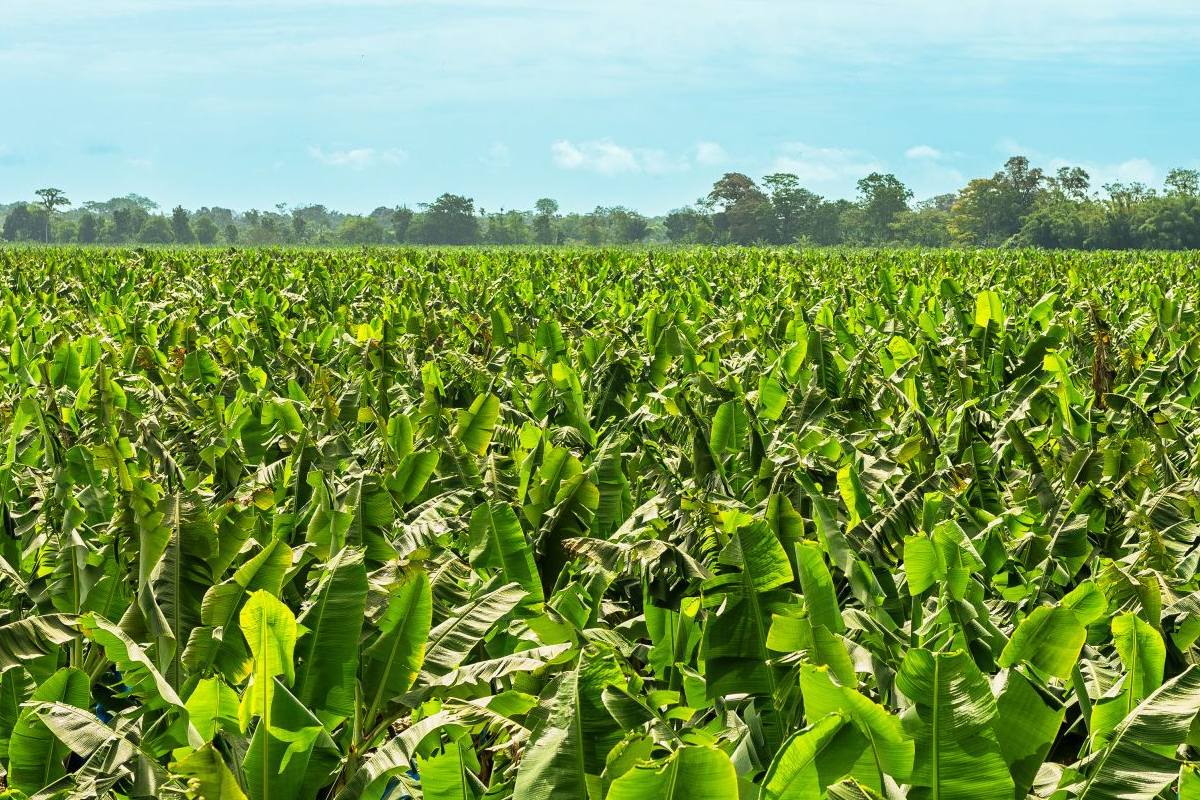 Fresh Del Monte to lay off 850 workers in Costa Rica with closure of four banana farms 