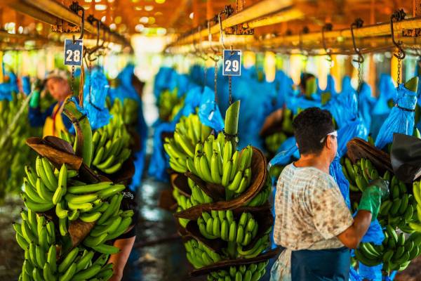 Fresh del Monte's banana workers