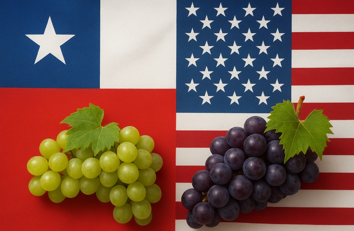 Chilean table grape sector finds balance as US demand shifts