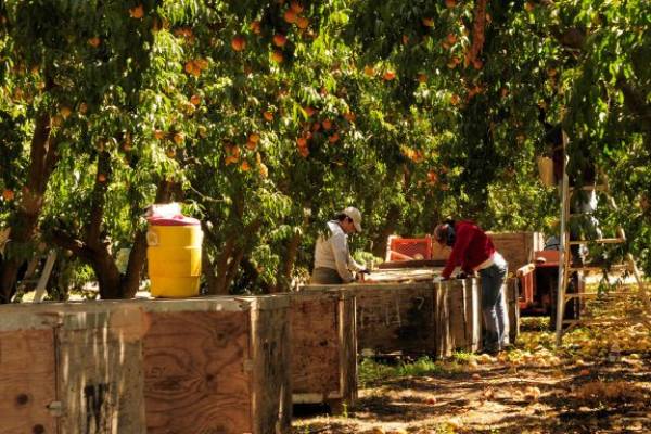 peach grove