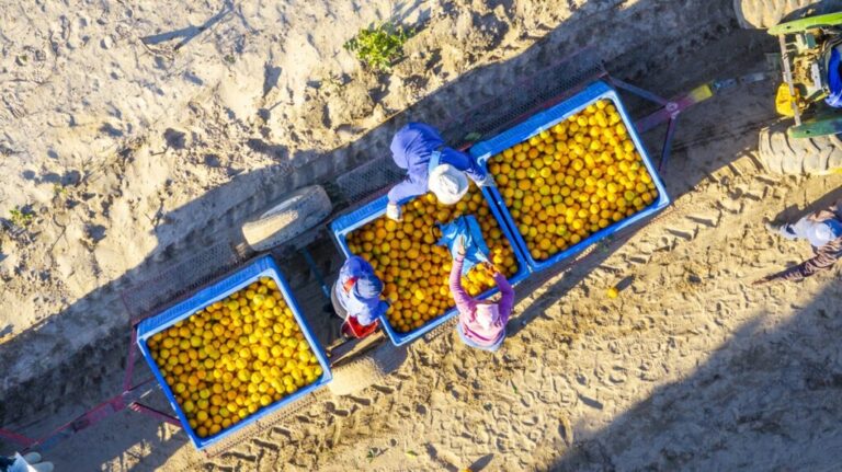 African citrus