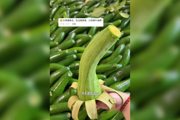 elongated avocado