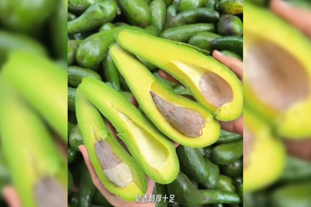 Meet Guangxi's elongated avocados you can peel like a banana