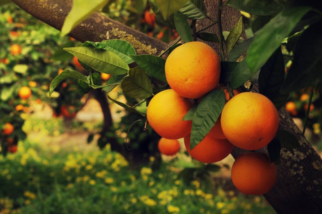 Florida citrus receives nearly $196 million investment from state Legislature
