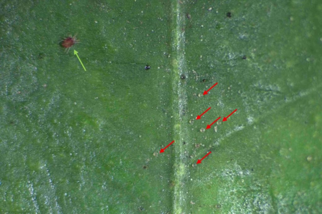New study finds natural resistance to red spider mite in two Genesis Fresh mandarin varieties