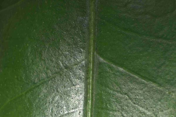 Havva tree leaf