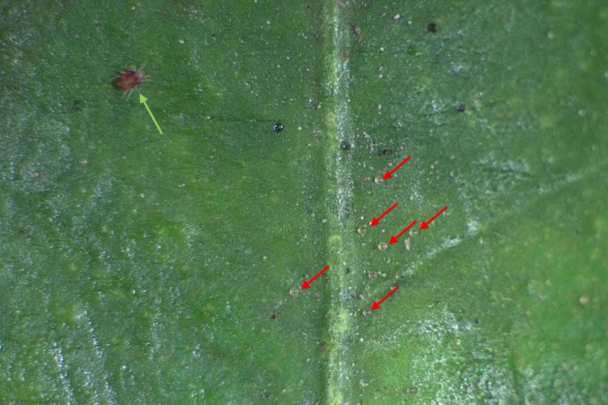 New study finds natural resistance to red spider mite in two Genesis Fresh mandarin varieties