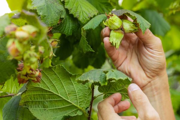 Hazelnuts