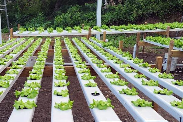 FAO hydroponics