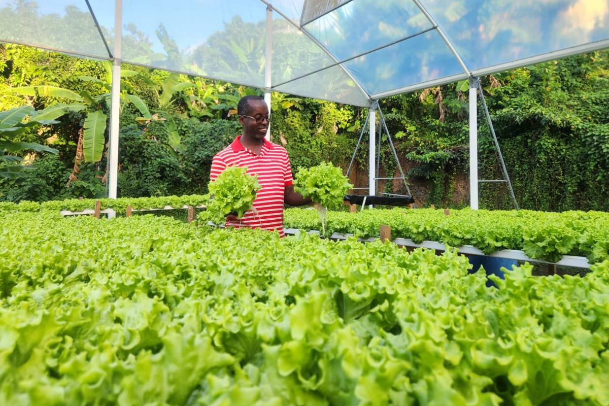 No soil, no problem: How hydroponics pose an growing alternative in the face of climate change