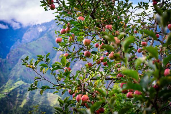 Indian apples