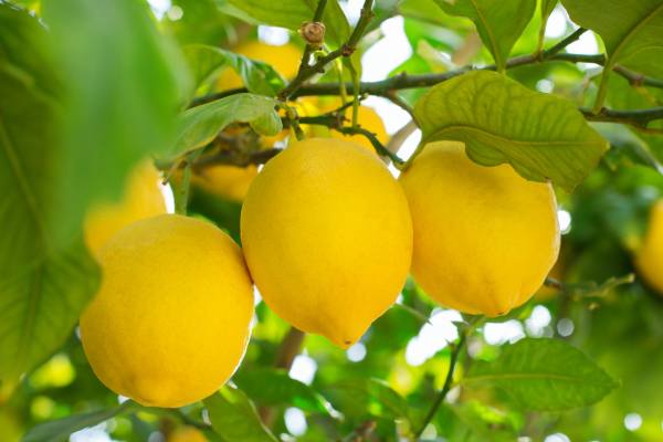 Chilean citrus