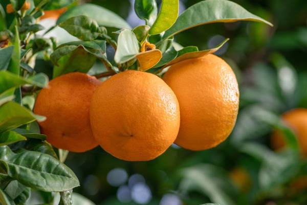 mandarin