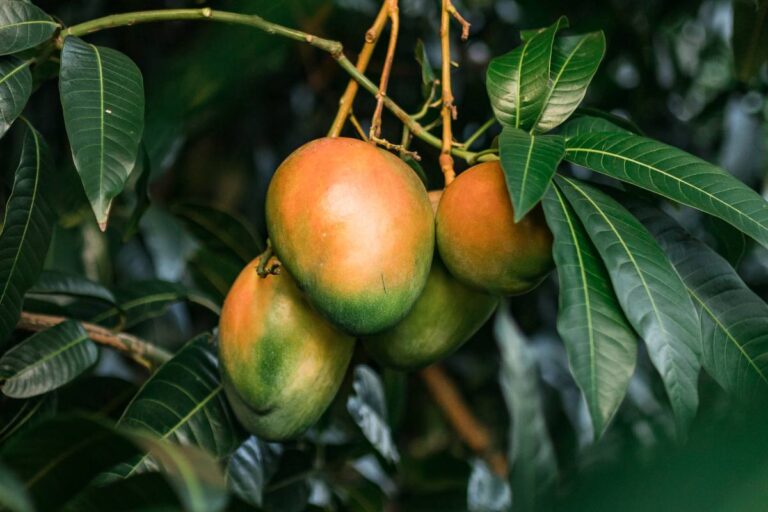 Mango on tree