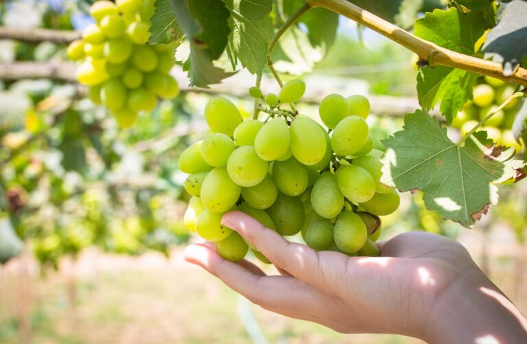 Chilean table grape