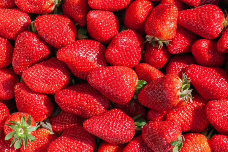 Florida strawberry