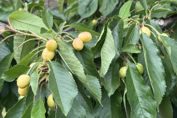 Northwest cherries