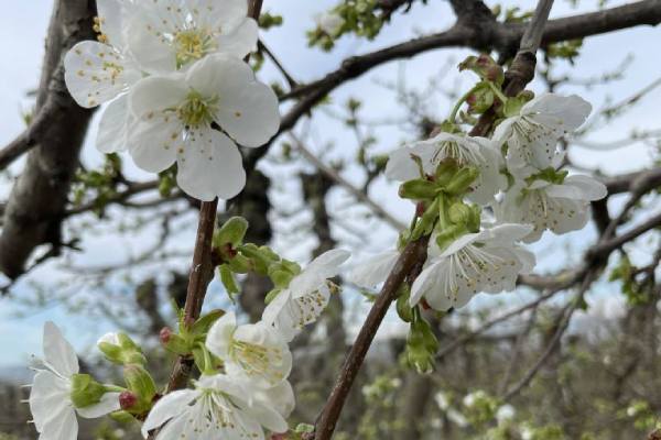 Northwest cherry season: High quality, excellent size expected despite projected volume reduction