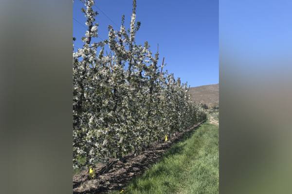 Northwest cherry orchard