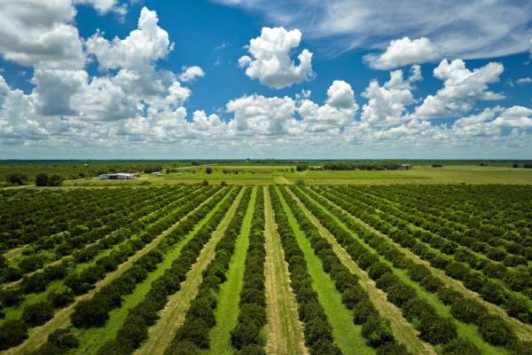 Florida citrus