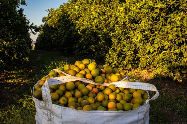 Brazil citrus