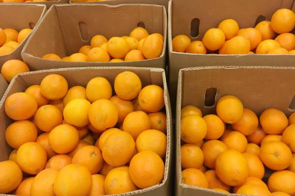 Florida citrus
