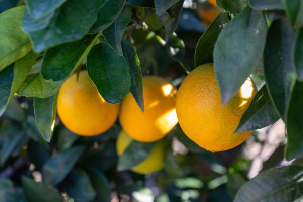 Chilean citrus