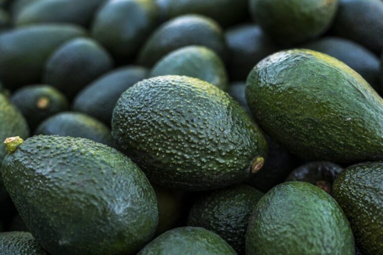 Chilean avocado