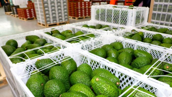 Peruvian avocado new formats