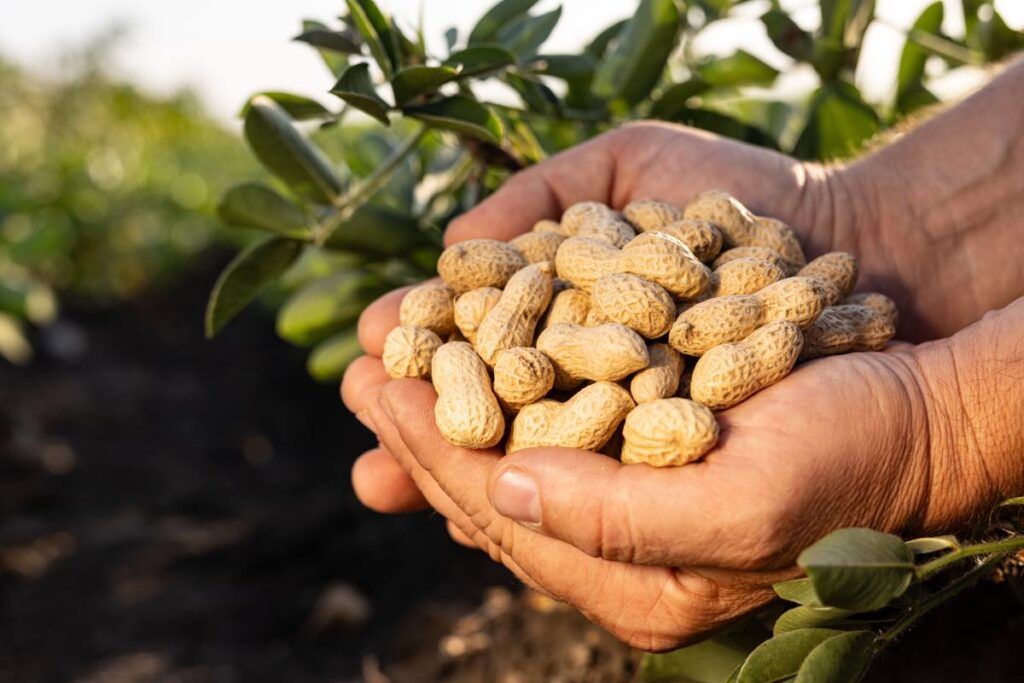 Peanut Board debuts first-ever unified industry brand