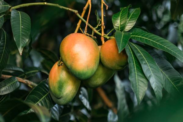 peruvian mango, potentially