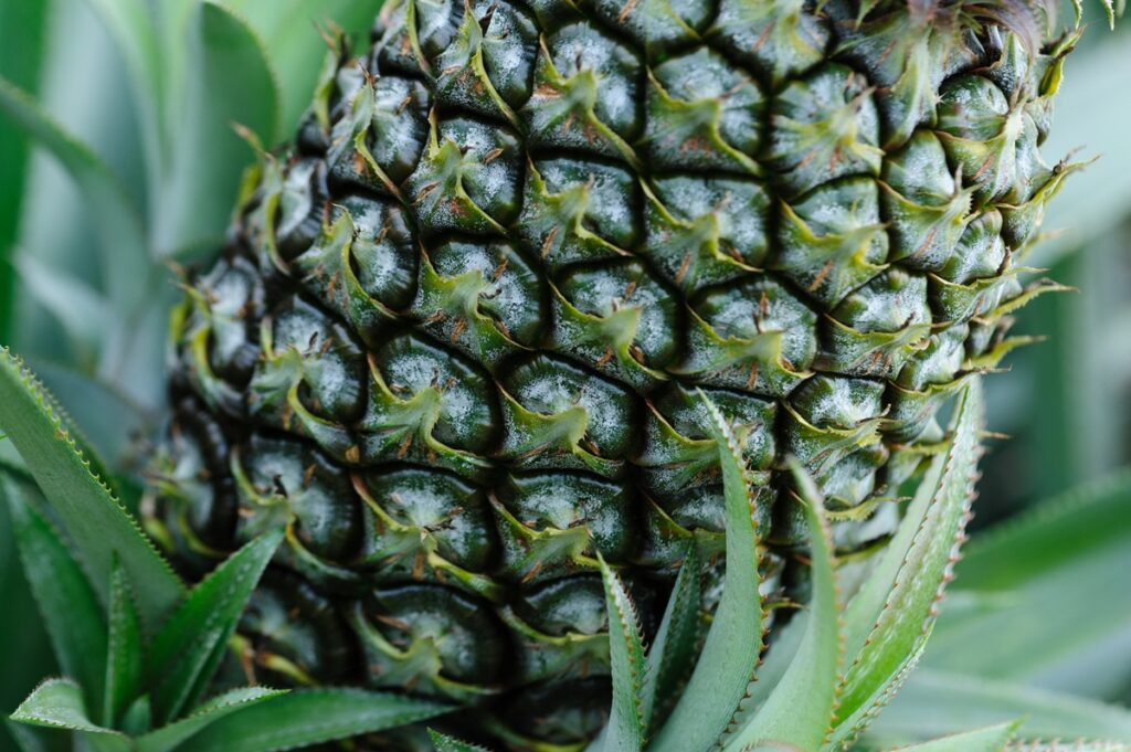 Costa Rican pineapples to score big in North America during World Cup