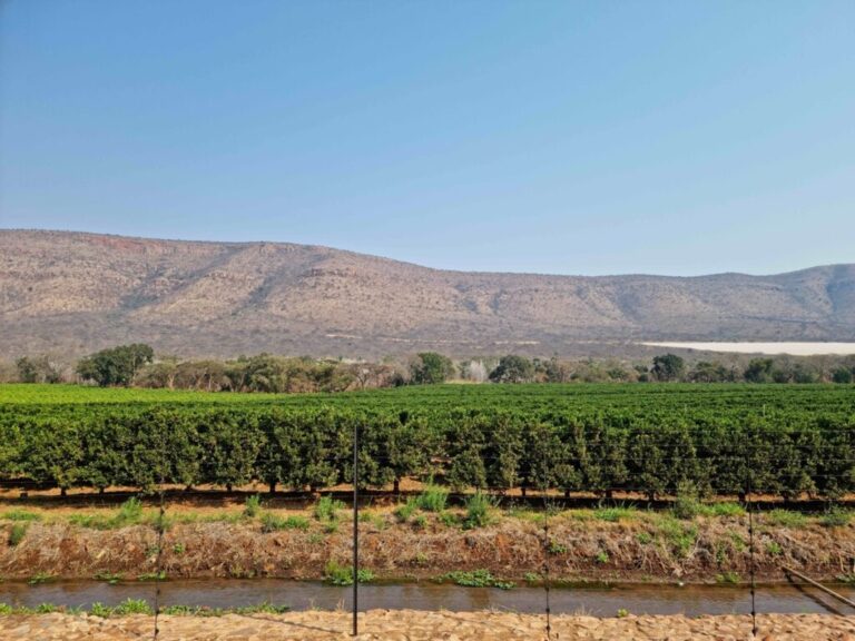 African citrus