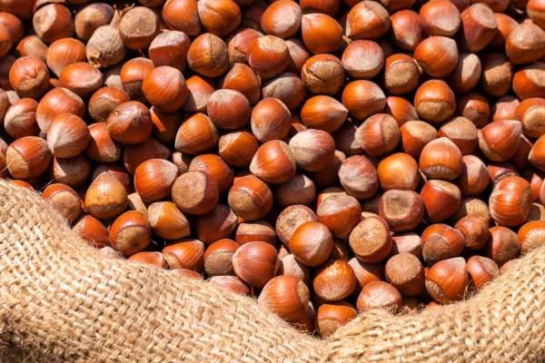 Hazelnuts