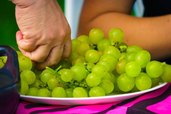 table grape season