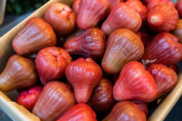 wax apples