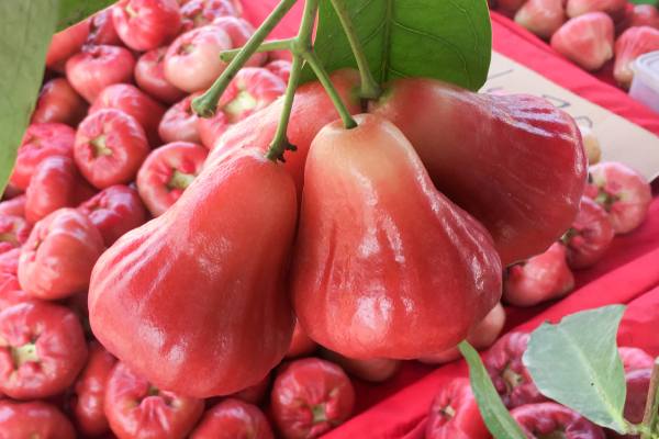 wax apples