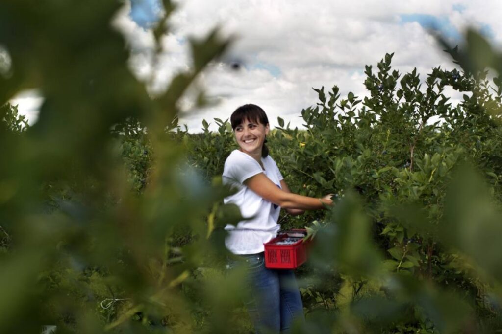 Women driving change in the blueberry industry 
