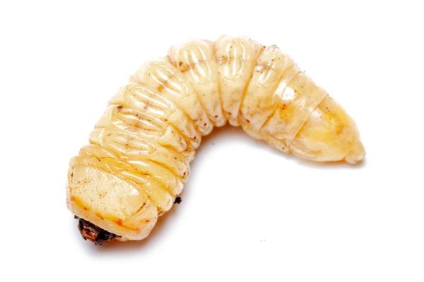 Larva of North Carolina beetle
