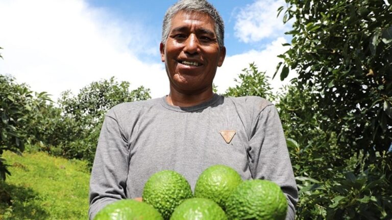 Peruvian avocado grower