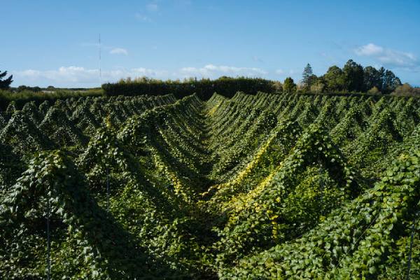 Zespri green kiwifruit orchard, potentially