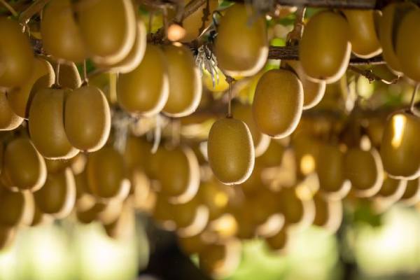 Zespri green kiwifruit, potentially