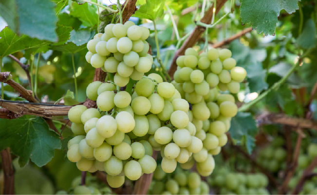Sun World Grapes