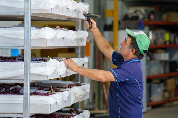 Australian table grapes packing